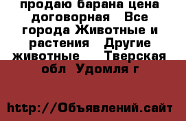 продаю барана цена договорная - Все города Животные и растения » Другие животные   . Тверская обл.,Удомля г.